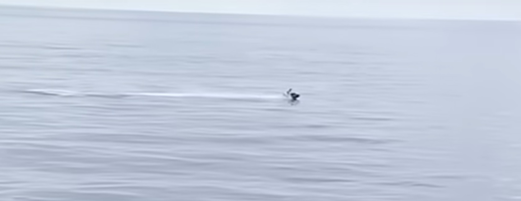 Jet Ski in St Petersburg
