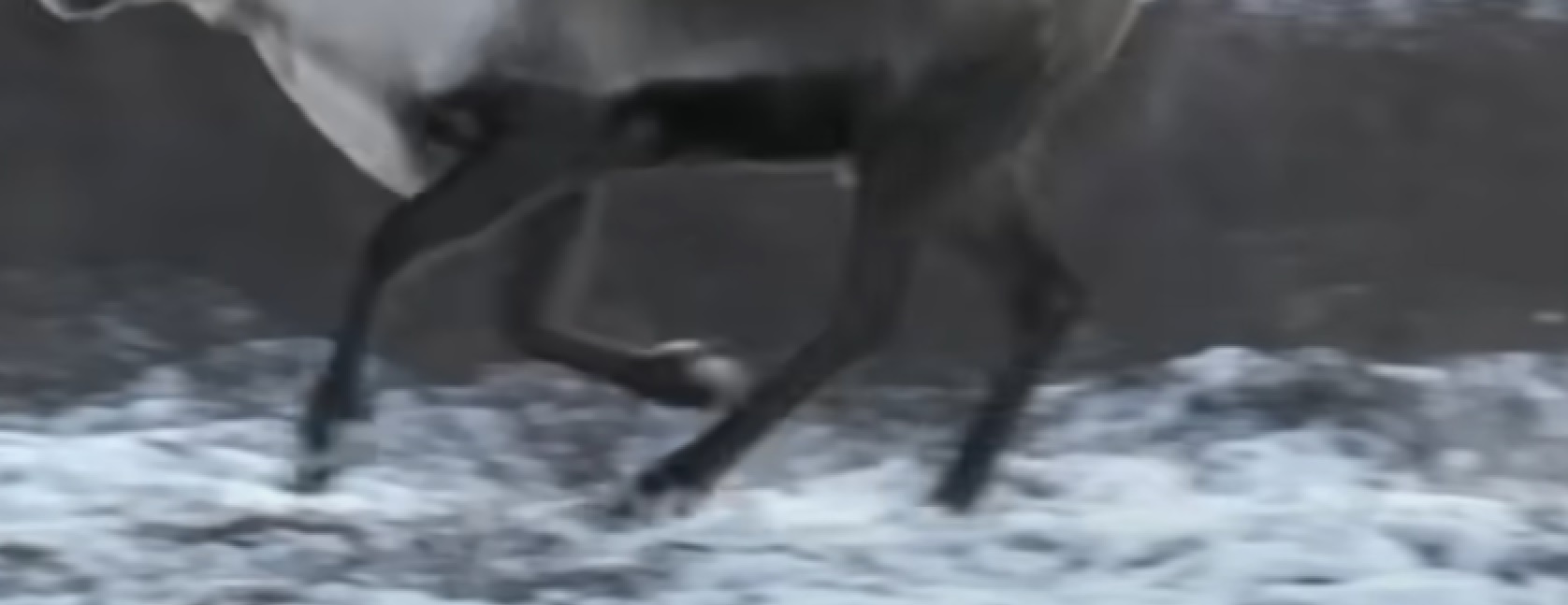 Reindeer Herders